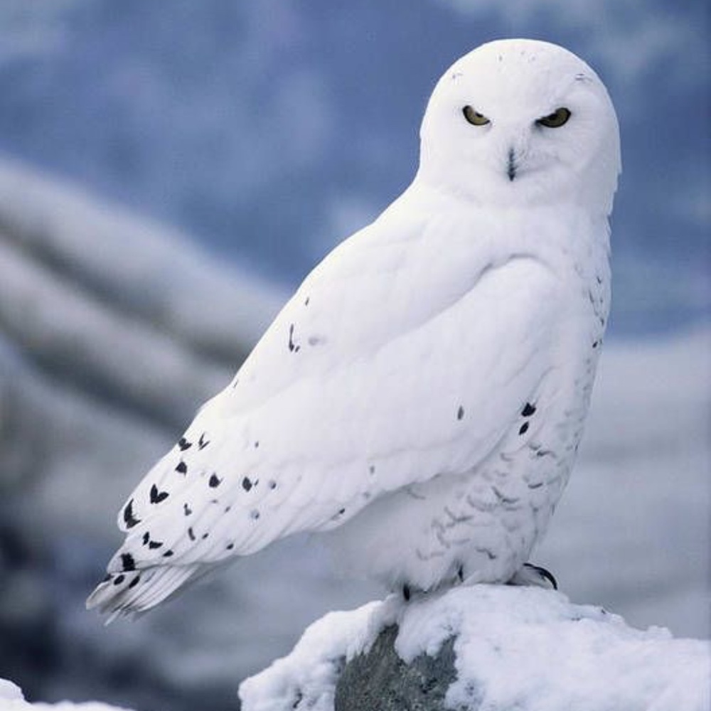 𝑀𝑒𝑒𝓉 𝓎𝑜𝓊𝓇 𝒫𝑜𝓈𝒽𝑒𝓇, 𝒮𝒶𝓇𝒶𝒽